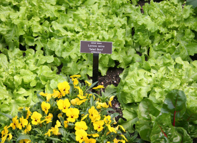 Lettuce - Home Garden Center