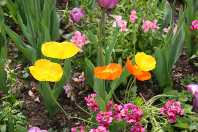 Poppies, Snapdragons & Tulips Poppies - Home Garden Center
