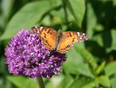 American Lady Butterfly on Allium Blossom