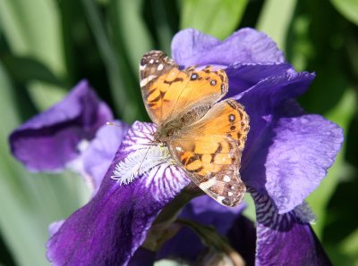 American Lady Butterfly on Iris Blossom