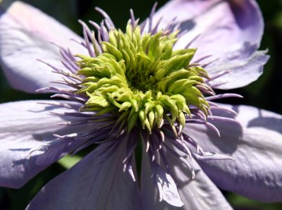 Clematis