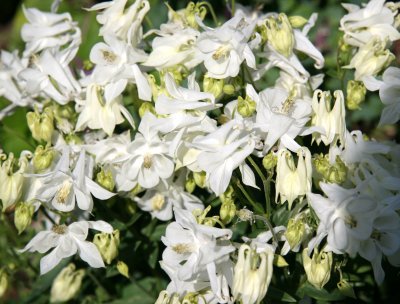 Columbine