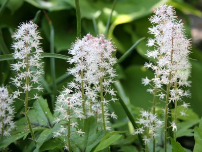 Tiarella