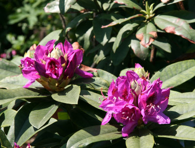 Rhododendron