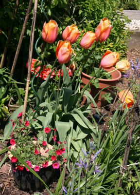 Garden Plot