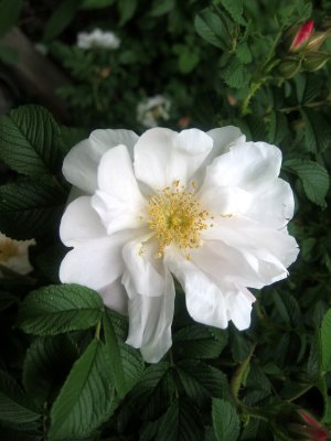 Henry Hudson Rugosa Rose