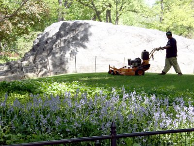 Mowing Grass by a Bluebell Garden