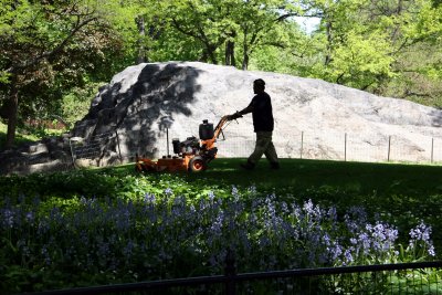 Mowing Grass by a Bluebell Garden