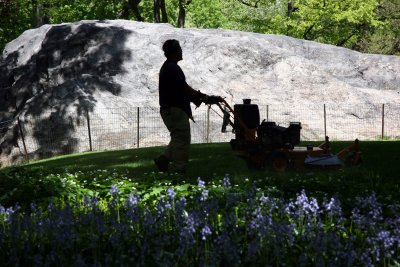 Mowing Grass by a Bluebell Garden