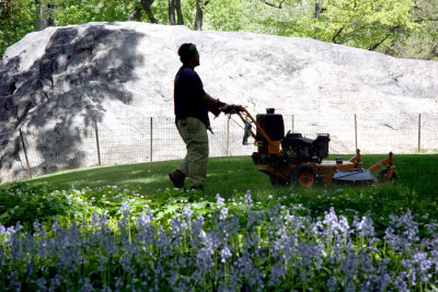 Mowing Grass Season - Central Park