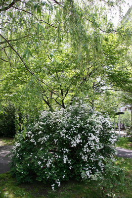 Bridal Veil Bush & Willow Tree
