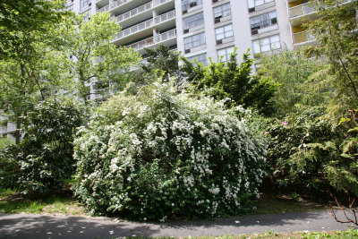 Bridal Veil Bush