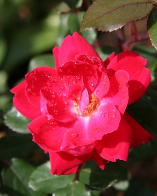 Rose with Raindrops