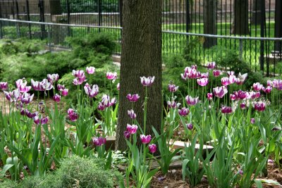 Tulips at the Base of an Elm Tree