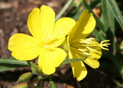 Evening Primrose