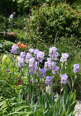 Iris - Garden View