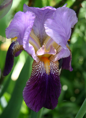 Iris