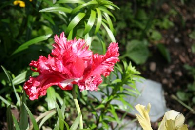 Garden Plot Detail - Parrot Tulip