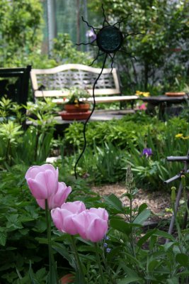 Garden View - Tulips