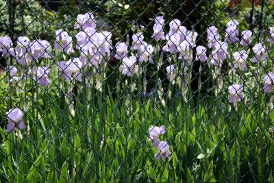 Iris through a Chain Link Fence