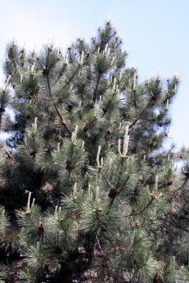 Candelabra Pine Tree
