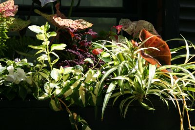 Window Box Garden