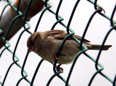 Sparrow on a Chain Link Fence