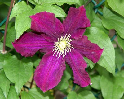 Clematis