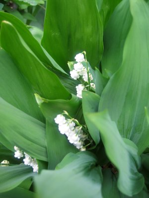 Lily of the Valley