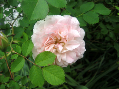 Eglantyne Rose