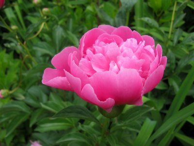 Pink Herbaceous Peony
