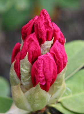 Rhododendron Blossom Buds