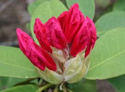 Rhododendron Blossom Buds