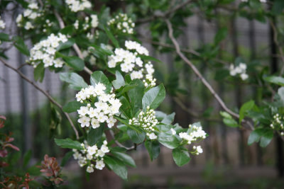 North Garden - Hawthorne(?) Trees in Bloom