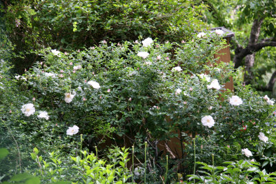 Garden View - Henry Hudson Rose Bush