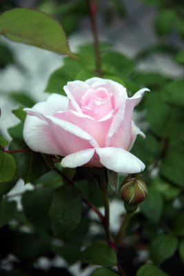 French Lace Rose Bud