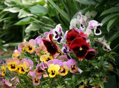 Pansies