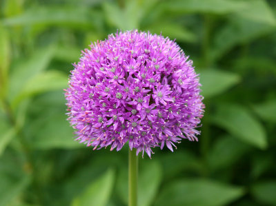 Allium