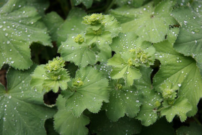 Alchemilla - Lady's Mantle