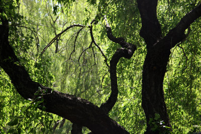 View of a Willow Tree through a Cherry Tree