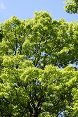 New Oak Tree Foliage