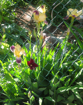 Garden Plot - Iris & Clematis