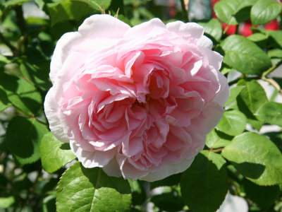 Eglantyne Rose