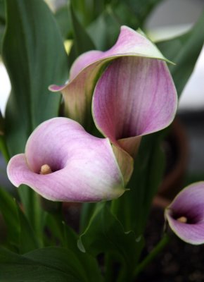 Calla Lily