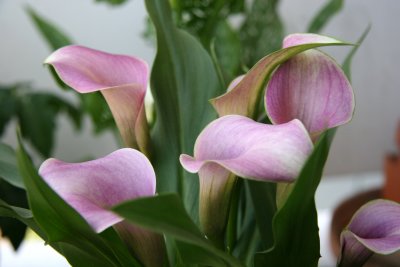 Calla Lily