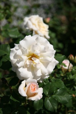 French Lace Roses