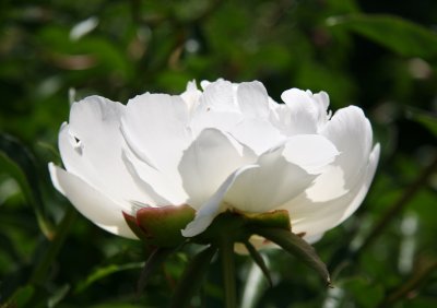 White Peony