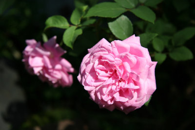 Bella Dona Roses