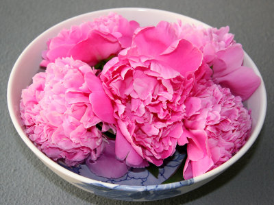 Pink Peonies in a Blue & White Peony Bowl