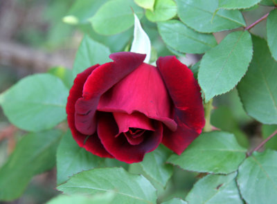 Red Rose